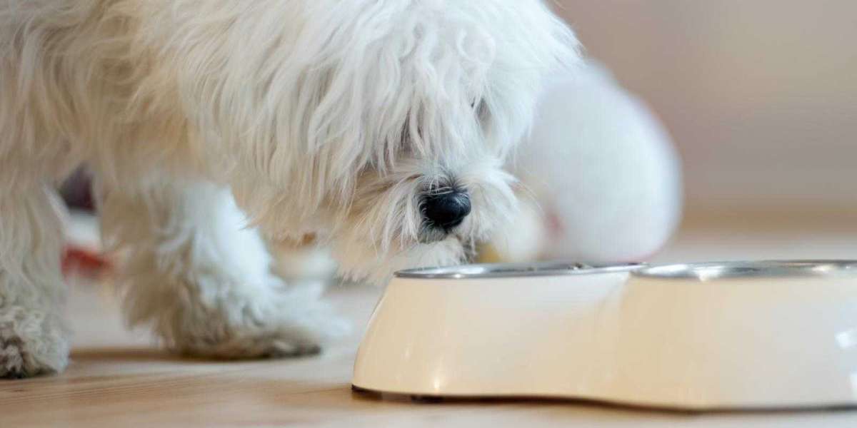 Uncovering the Basics: Pet Food in Singapore
