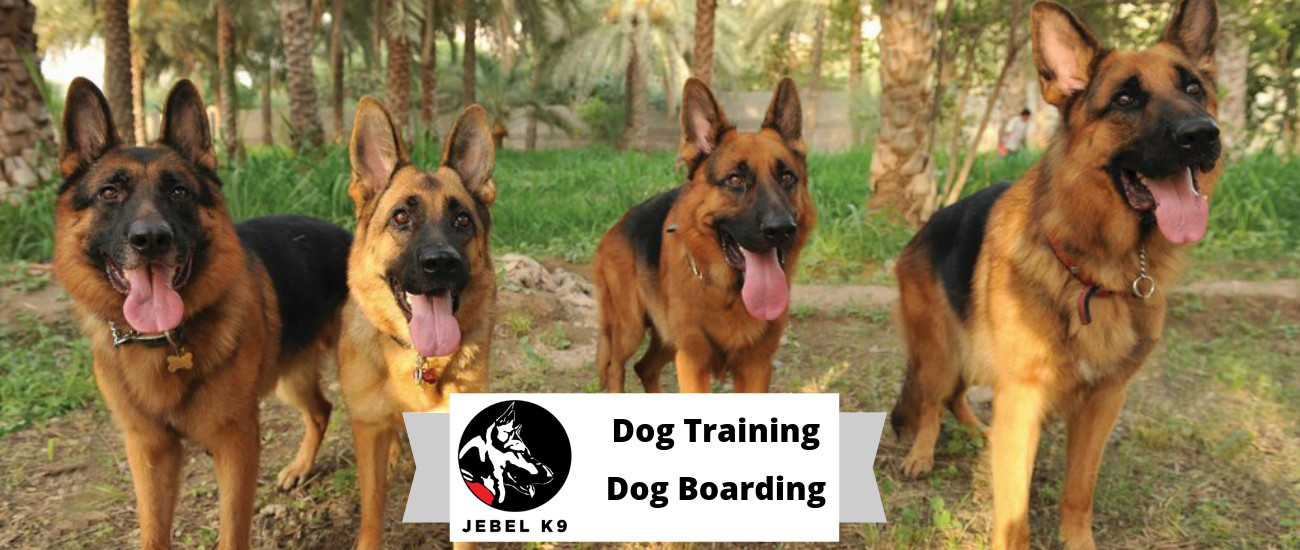 Are all dogs equal? What makes some dogs so easy to train?