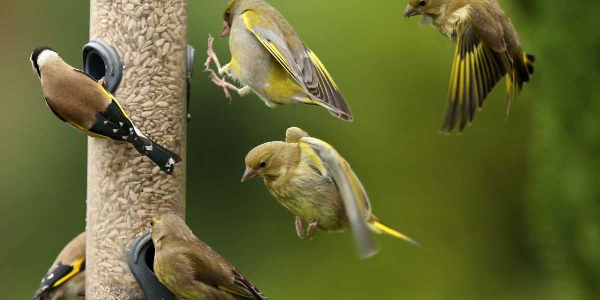 Bird Feeder Care: Keeping Your Feathered Visitors Healthy