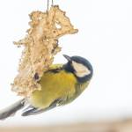 Bird feederworld Profile Picture