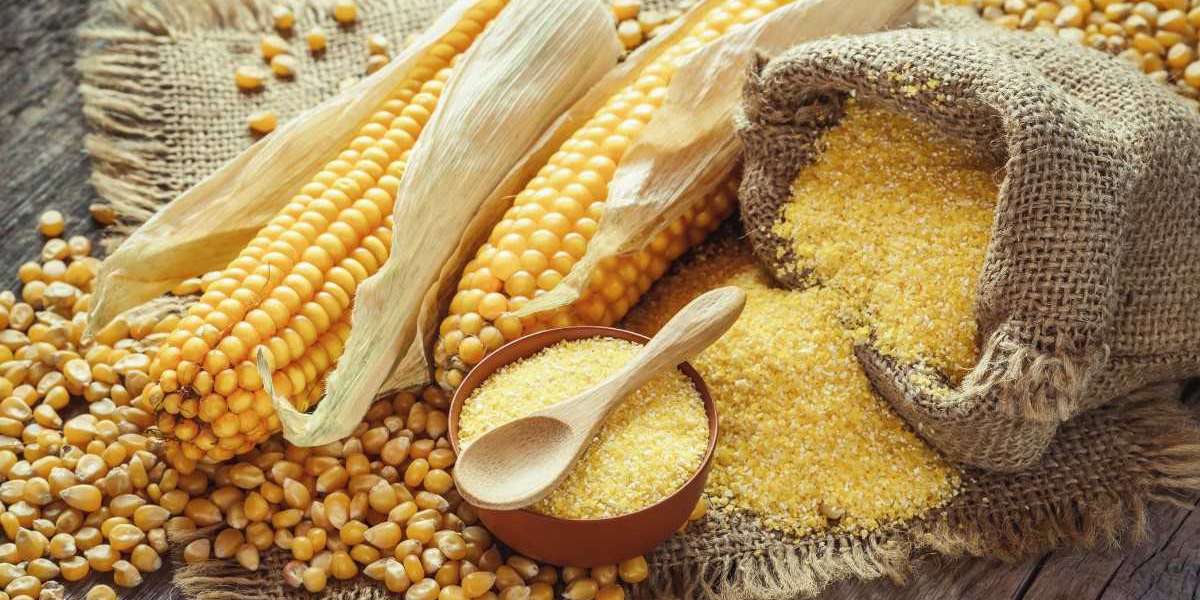 Maize Processing Plant Project Report 2024: Machinery Requirements, Setup Details, Cost and Revenue