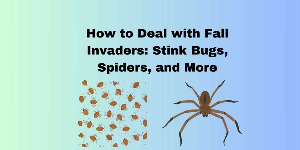 How to Deal with Fall Invaders: Stink Bugs, Spiders, and More