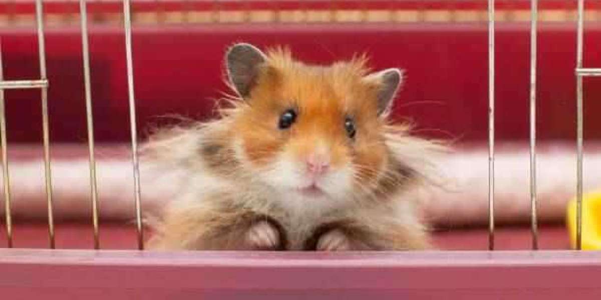 Maintaining Healthy Hamster Teeth - Guide