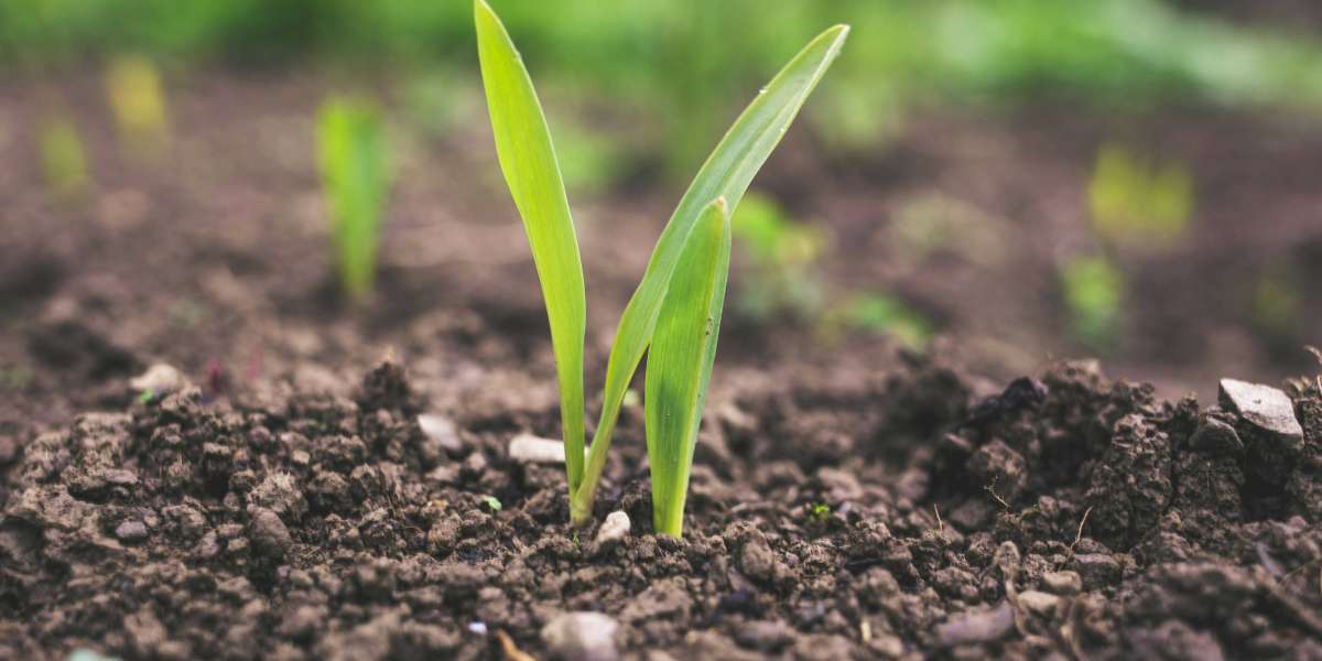 Understanding How Soil Composition Impacts Micronutrient Deficiency